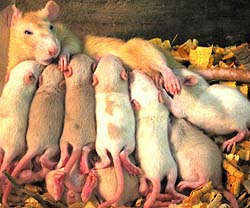 mother rat