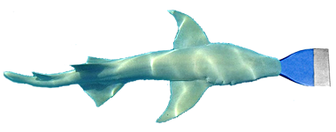 chisel headed shark